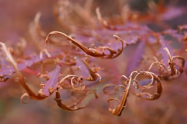 Stop Japanese maple leaves scorching in summer with 3 easy steps