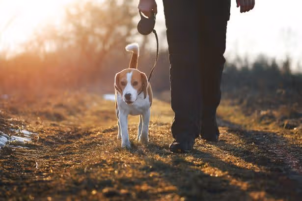 The 'back of hand' test every dog owner should do before walking this Saturday