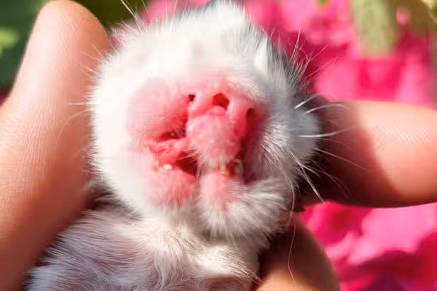 Kitten born with two noses and two mouths after cat rescued from Welsh street