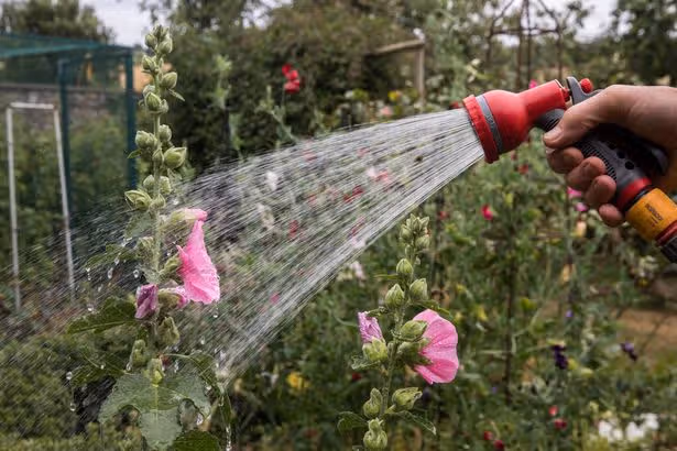 Deadheading mistake that stops your plants from flowering twice