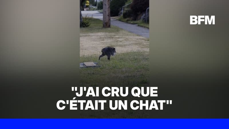 Jimothy, le raton laveur star atteint d’une malformation