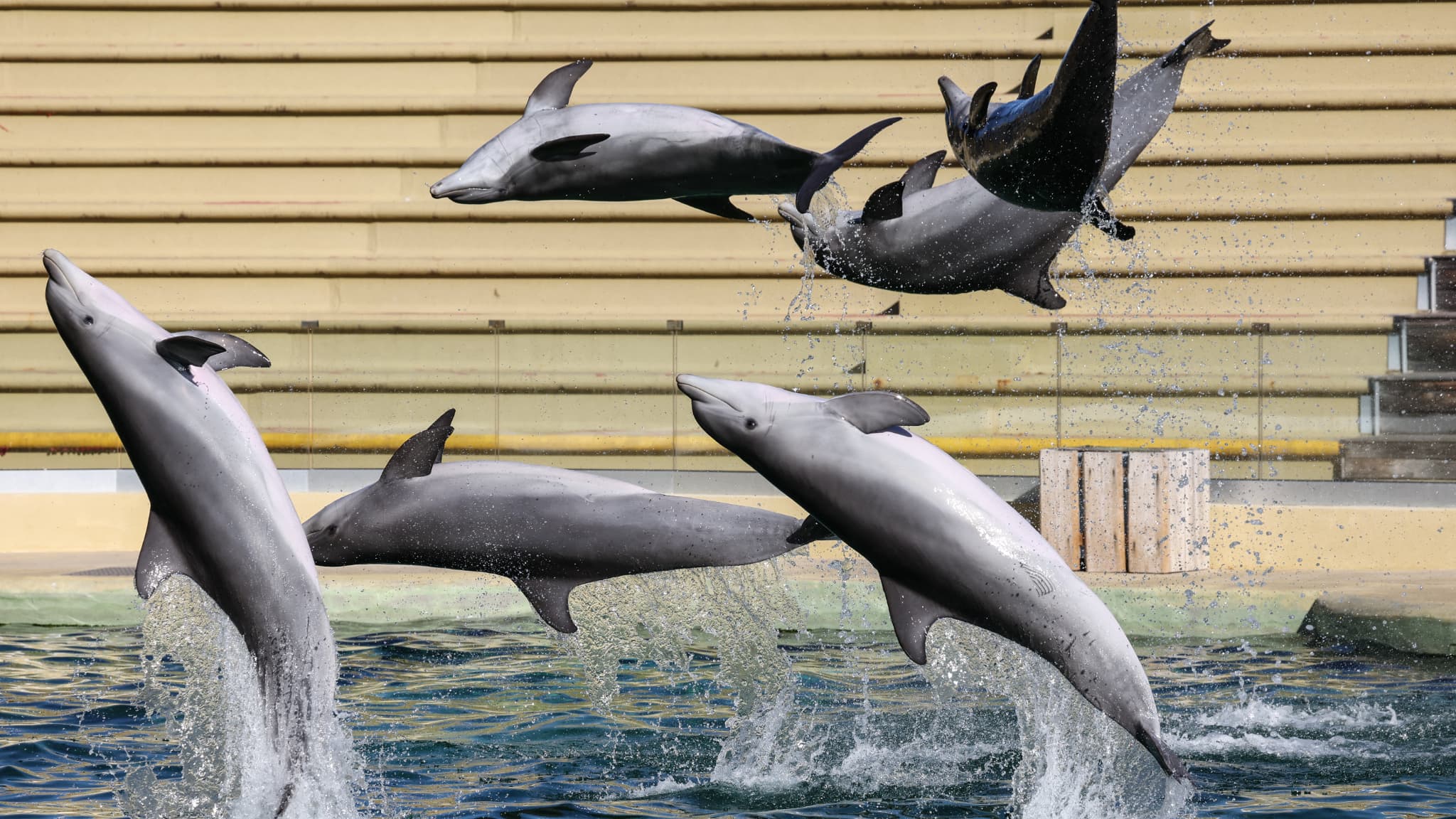 Los delfines de la Marina de Antibes no se unirán finalmente al zoo de Beauval