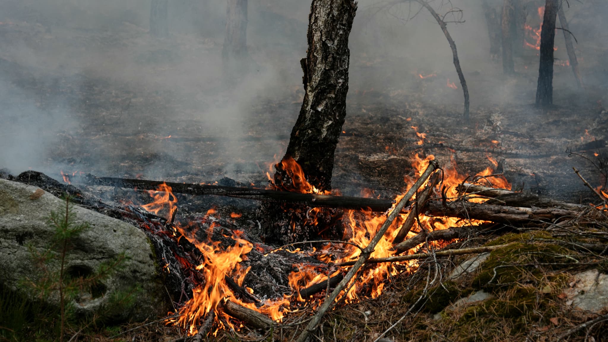 A man in custody for a fire attempt Tuesday night near the forest of Fontainebleau