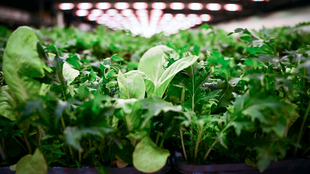 Iceberg lettuce sold at Taco Bell linked to cyclospora outbreak