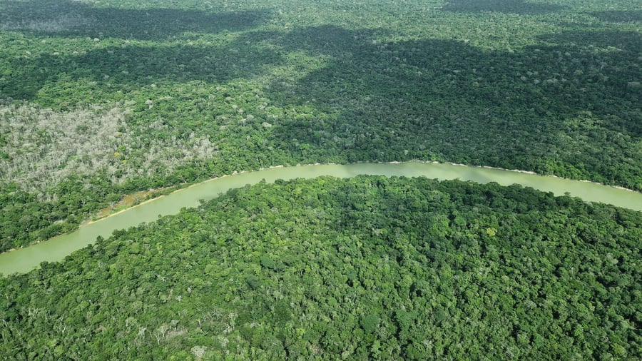 Amazone: moins de feux de forêt que dans 40 ans