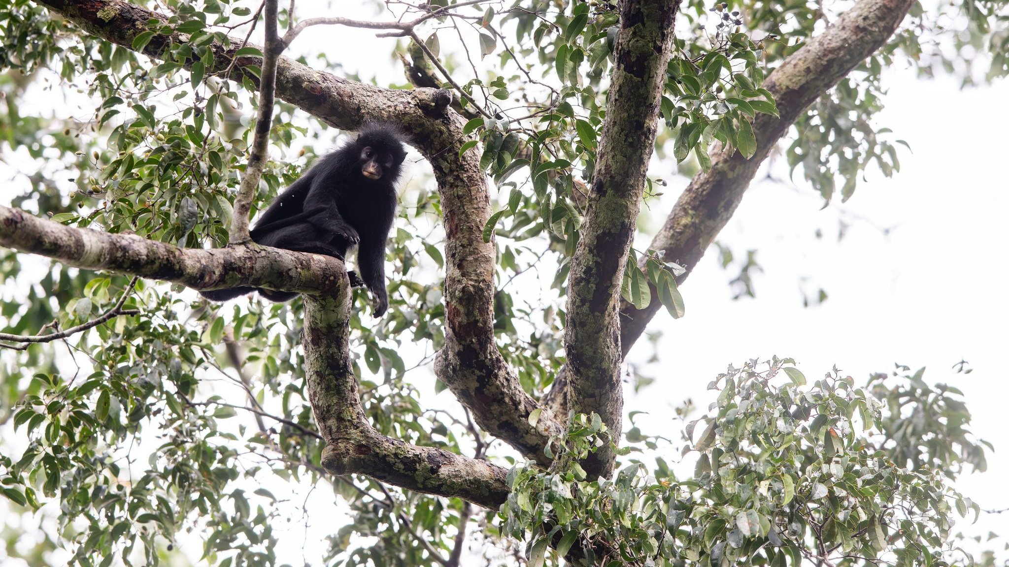 Animals: New ape species discovered in Congo
