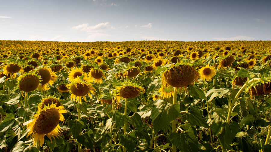 ++ حرب أوكرانيا +++: تدخل الطائرة الآلية المجال الجوي لولاية منظمة حلف شمال الأطلسي في بلغاريا