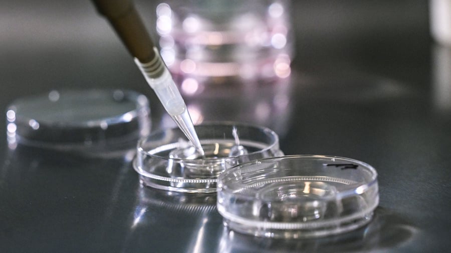 Insémination artificielle: la femme se trompe embryon inséré en Italie