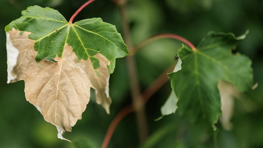 Autumn in summer: what the persistent drought is doing to the trees