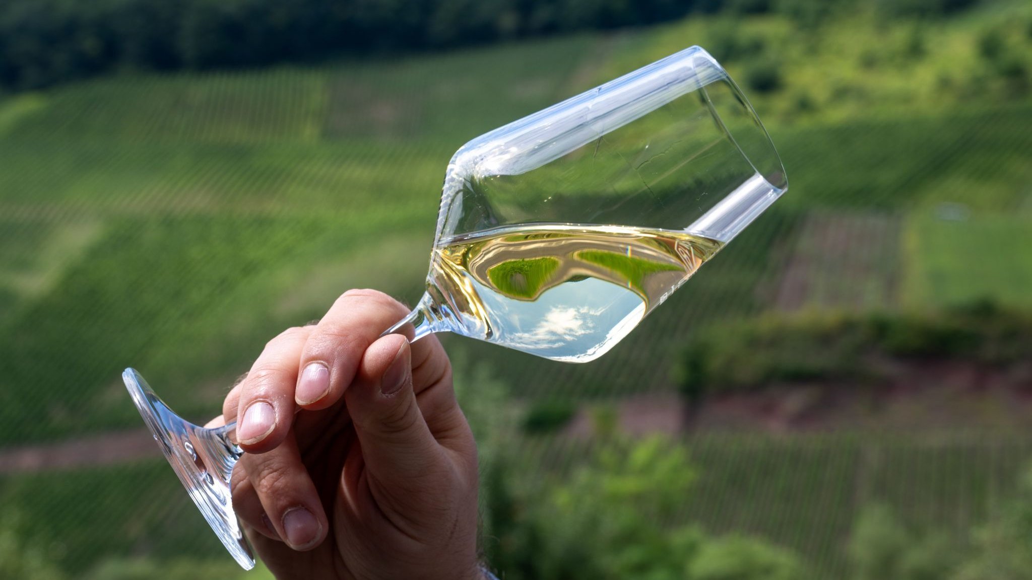 Viniculture : les vins secs en tendance