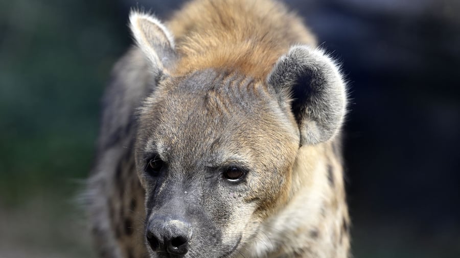 Science: Study cleans up villain image of hyenas
