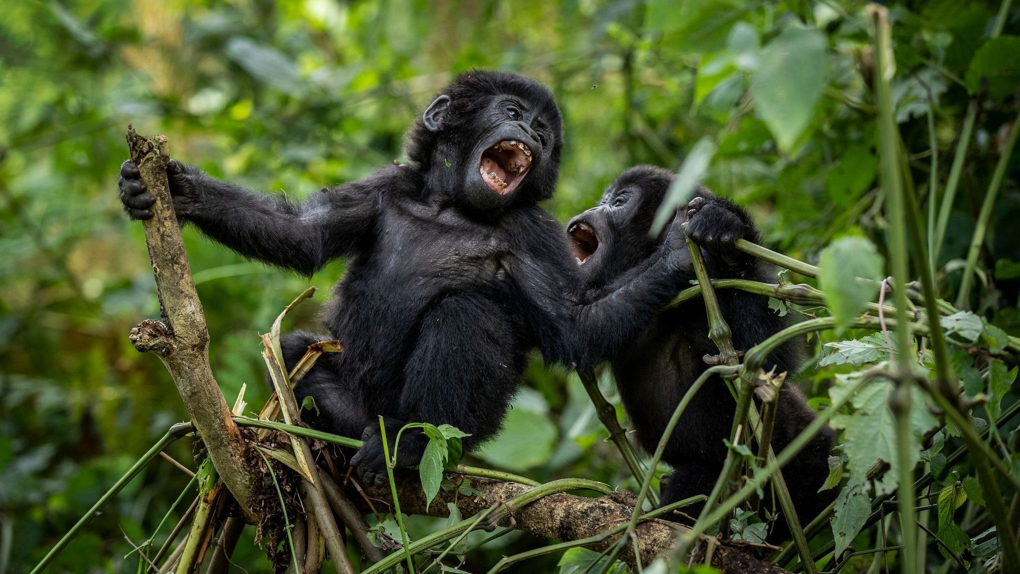 Estudio: Número de gorilas montañosas en África central y oriental ha crecido