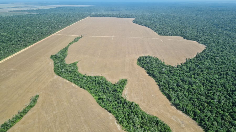 Entre agosto de 2025 y julio de 2026 se talaron aproximadamente 2.874 kilómetros cuadrados de selva tropical, una disminución del 36 por ciento
