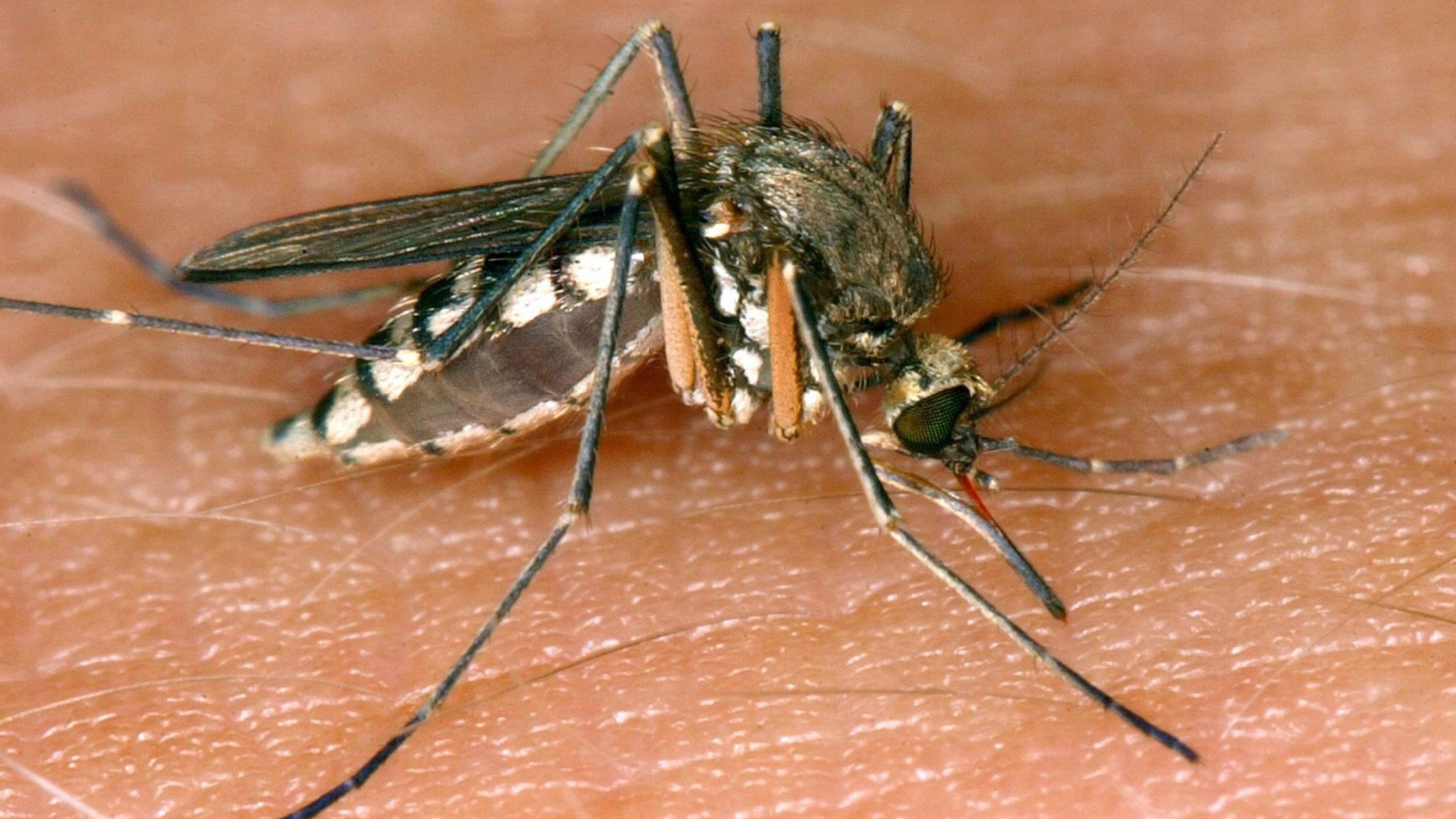 Infectious disease: more than 240 cases of West Nile fever in Europe