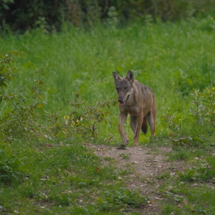 Noicattaro Bari, el tercer niño envuelto por un animal salvaje: "Es un lobo" El alcalde cierra los parques