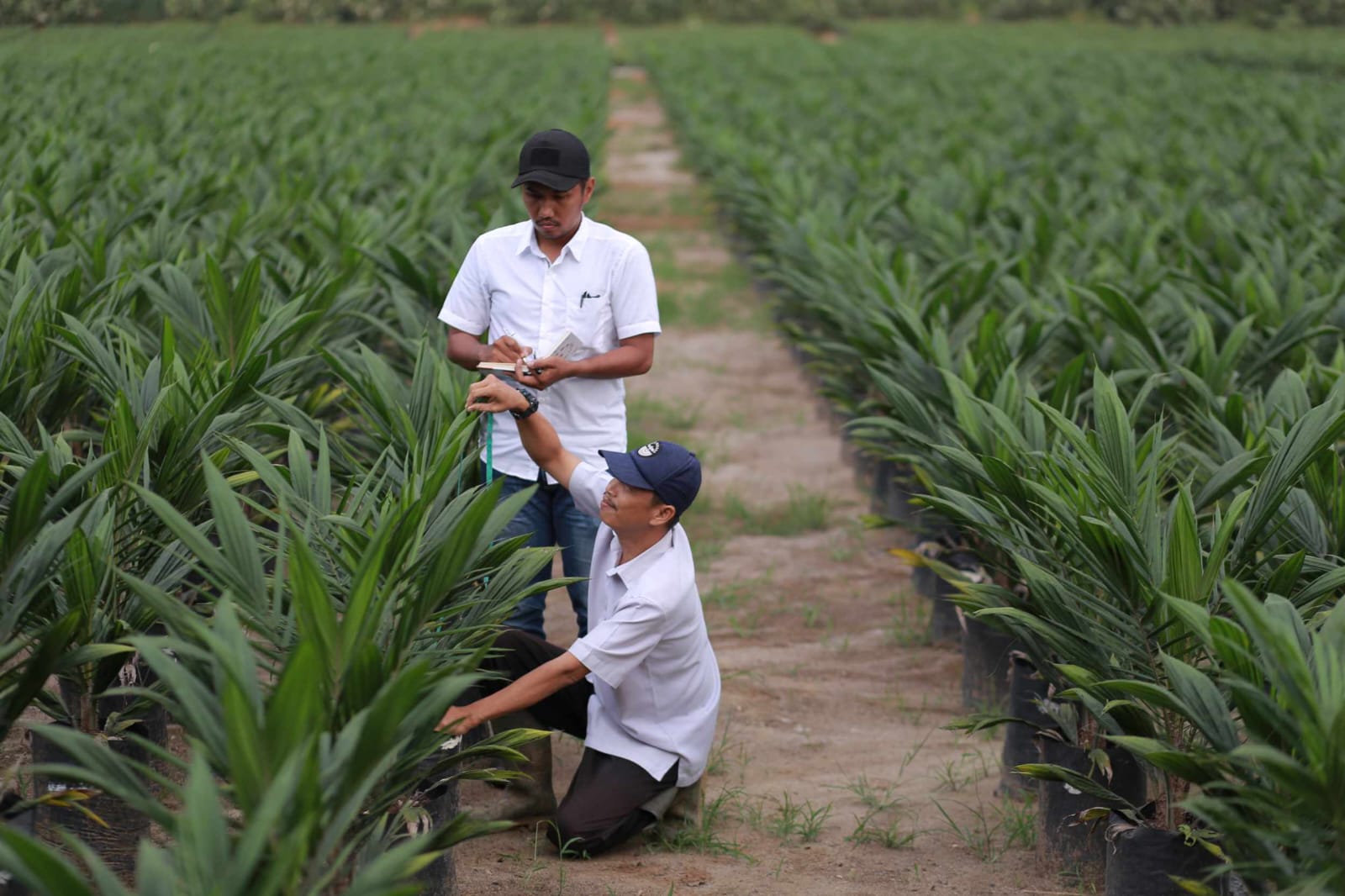 PTPN Records Sales of Rp 29.1 Trillion, Business Transformation Starting to Succeed