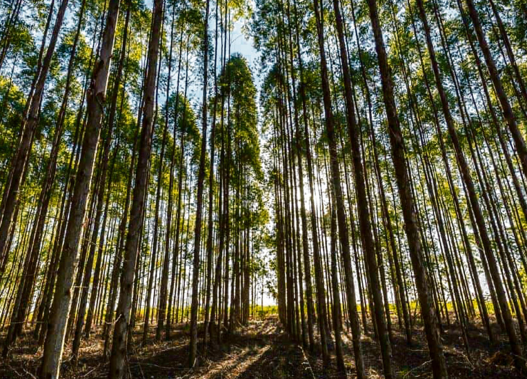 Le marché national absorbe le bois retiré après la tempête Kristin