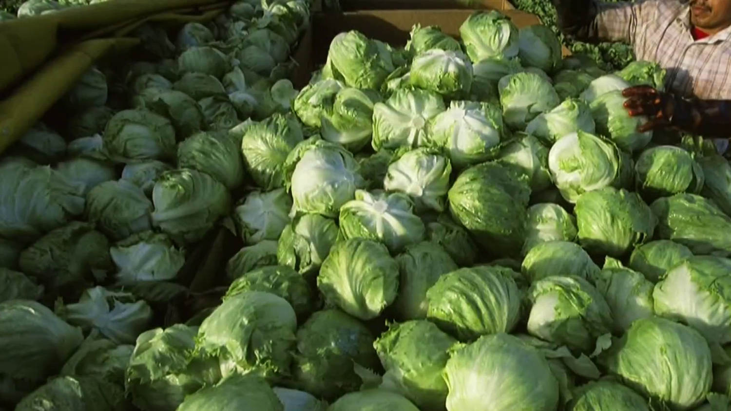 Lettuce supplier identified as possible source of explosive diarrhea parasite, report says