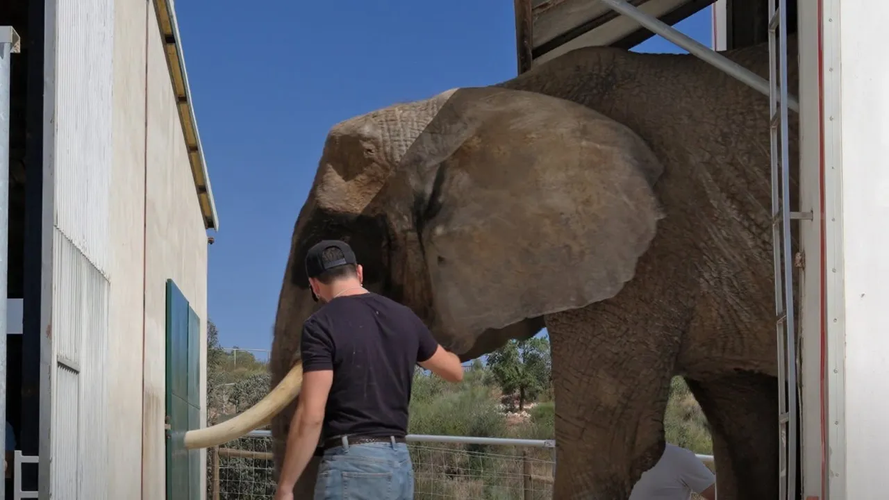 Last circus elephant in Portugal already lives in sanctuary in Alentejo