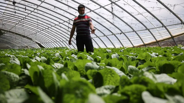 China orders inspections after illegal use of formaldehyde to conserve cabbage