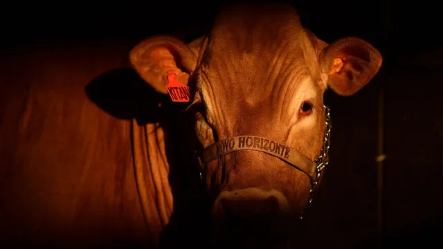 Brazil holds the Brazilian private sector responsible for EU beef veto