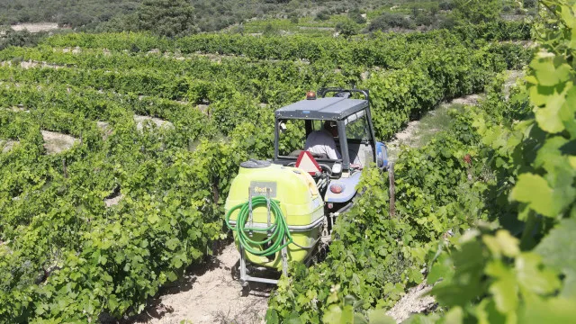Douro predicts increased wine production in an uncertain year