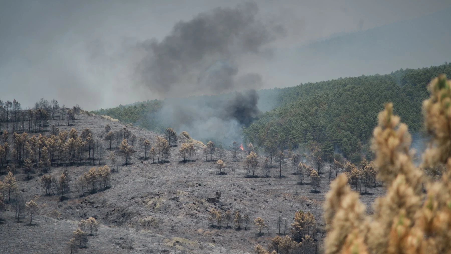 The fire at La Miela Guadalajara amounts to 9,000 hectares burned and 700 evacuated