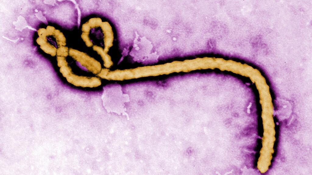 Ebola in France: infected doctor, virus strain, contact cases... What we know about the first case diagnosed in the country