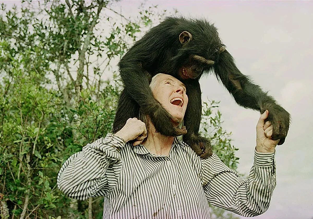 What does the laughter of the apes tell us about the origin of human language?