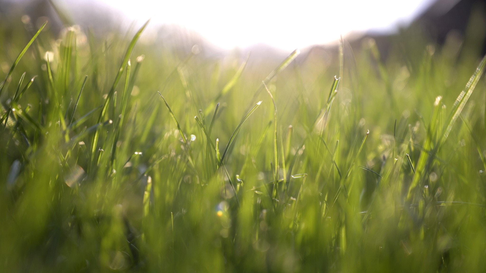New pollen warnings: High levels in large parts of the country