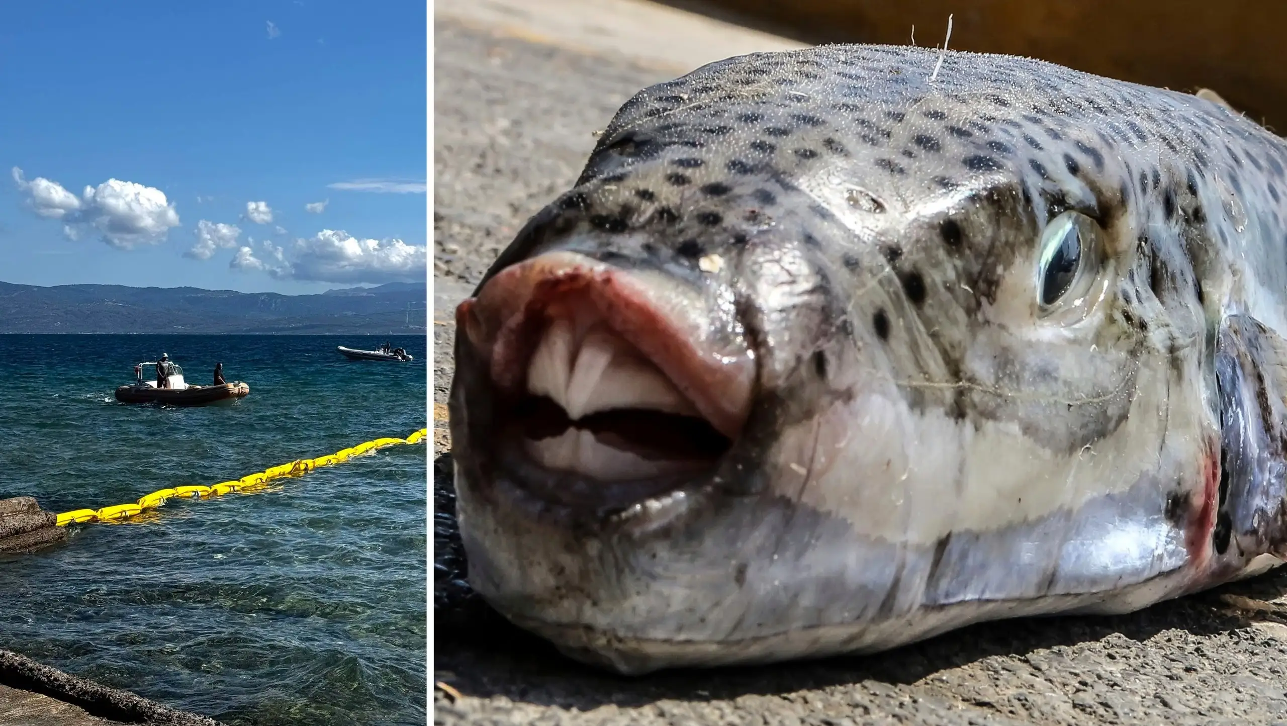The hunt for the monster fish in the holiday paradise