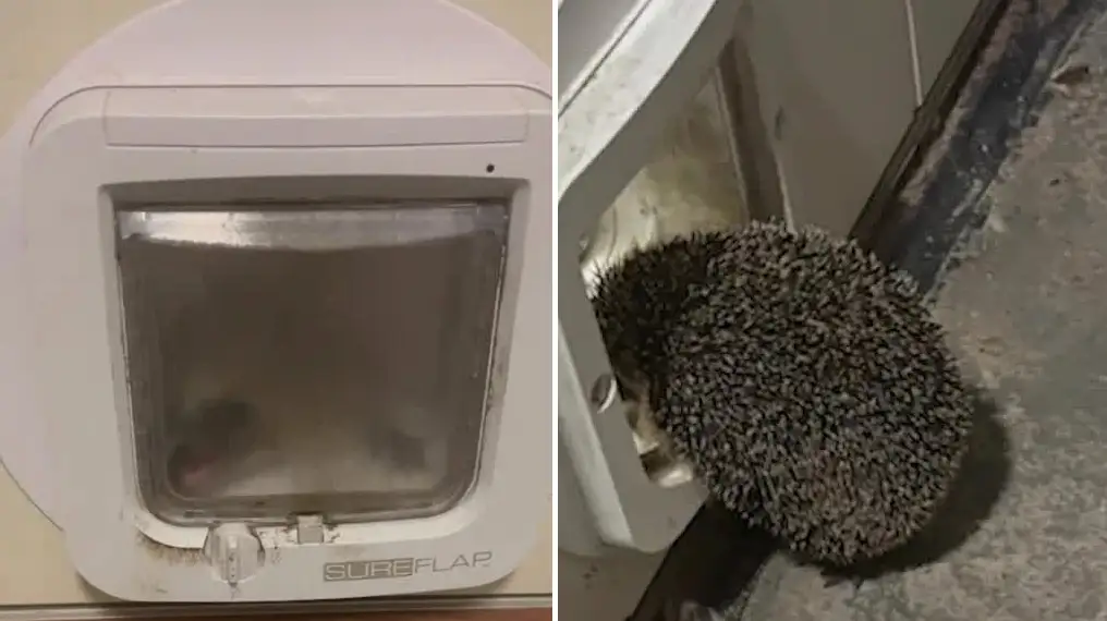 Unexpected visit – trying to enter the house
