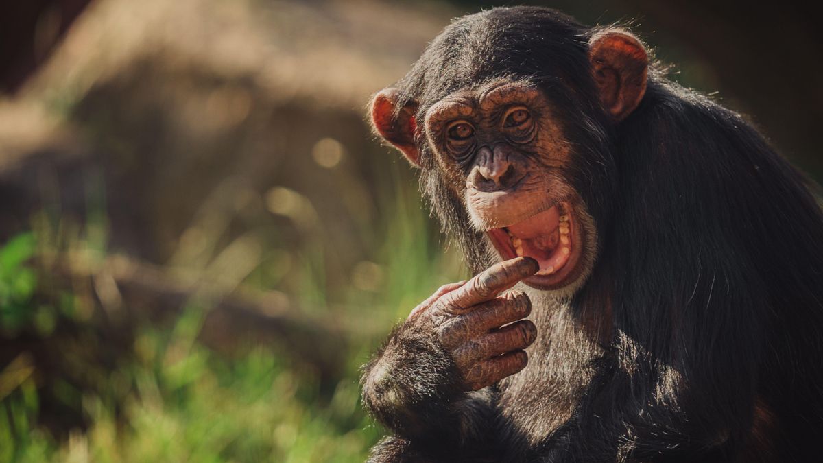 The laughter that unites humans and apes for 15 million years could explain the origin of language
