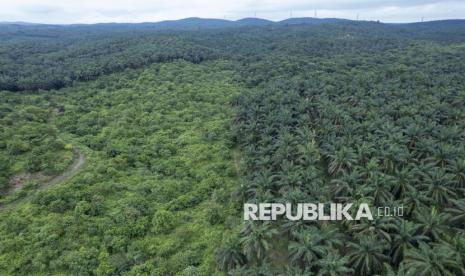 Deforestation of 2,000 hectares of forest in Ketapang, West Kalimantan, allegedly to be turned into oil palm plantation.