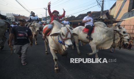 Cow Riding and Cow Cart Parade, Preserving Livestock Tradition in Klaten