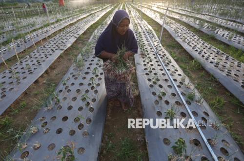 أراضي طين الكارثة السابقة في بيدي جايا تتحول إلى أراضٍ منتجة