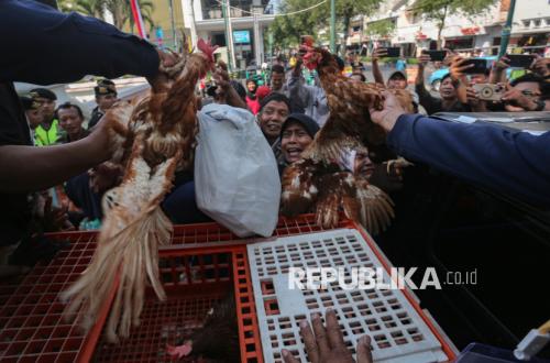 Soaring Feed Costs and Falling Egg Selling Prices Strangle Poultry Farmers in Central Java