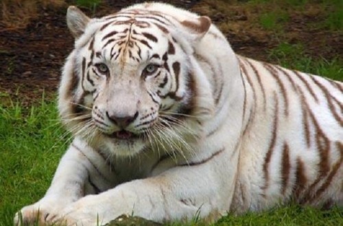 White Tiger at Semarang Zoo Reported Dead, This Is What the Management Says