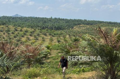 Productivity of Confiscated Oil Palm Plantations Not Yet Optimal, Pustaka Alam Offers Suggestions