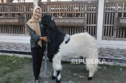L'histoire de Mila Arlinda, jeune éleveuse de Tuban qui a réussi à partir de cinq moutons