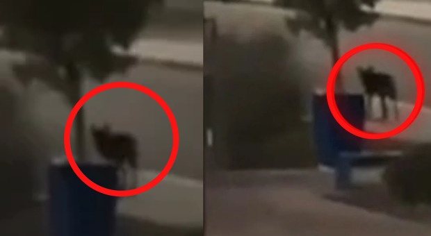 Lobo peligroso en Apulia, tres niños pequeños