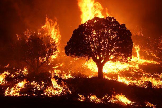 وقد أحرقت النيران البرية 000 70 هكتار في إيطاليا حتى الآن هذا الصيف يقول WWF