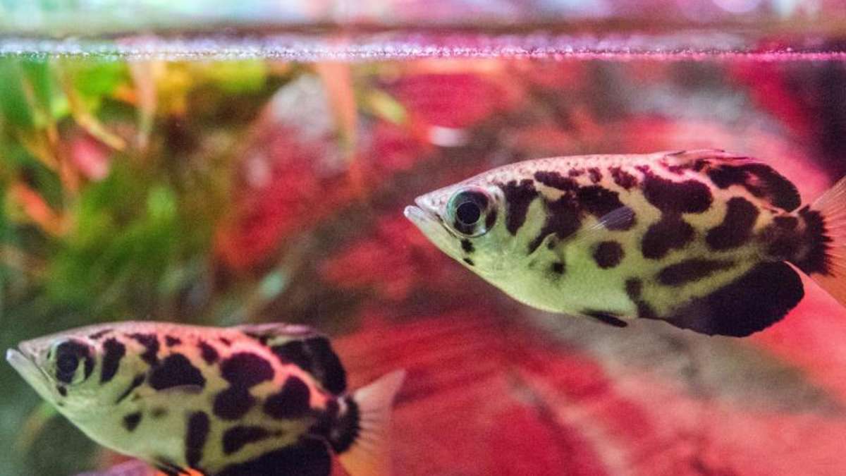 Aquarium in Summer: 7 Instant Tips to Make Your Fish Survive the Heat