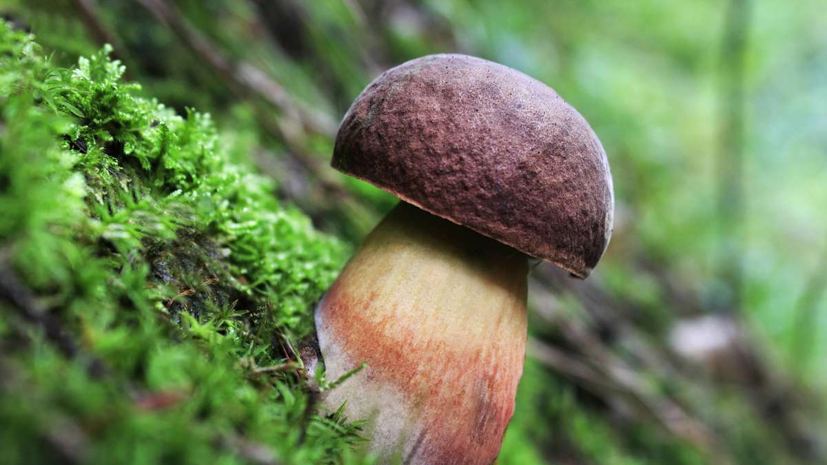 Considere el hongo de piedra: Este hongo asusta a los principiantes – sin embargo es uno de los manjares más grandes en el bosque