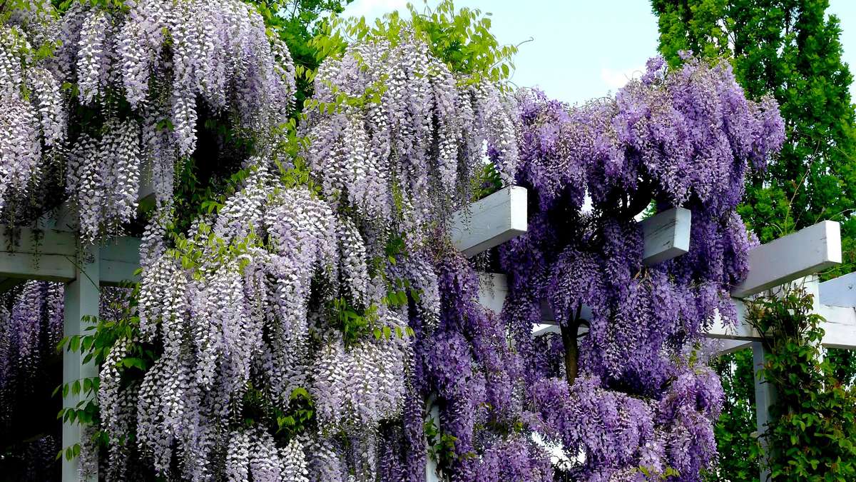 More flowers, less wild growth: How to cut your blue rain after flowering