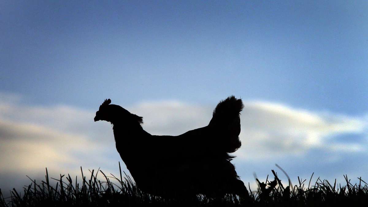 Help, my chicken has diarrhea: 5 home remedies that help immediately – with one you should be careful