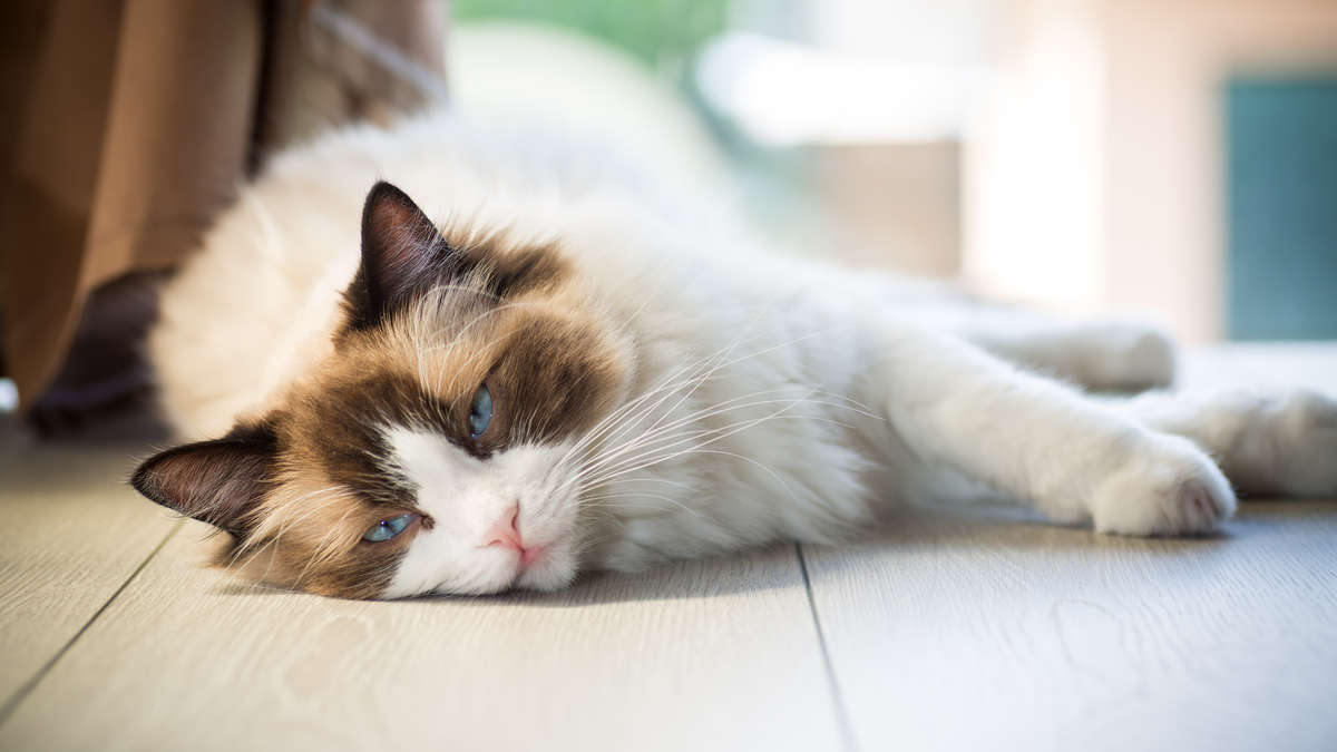 Cat has diarrhea in summer? Six typical causes – and when to go to the veterinarian