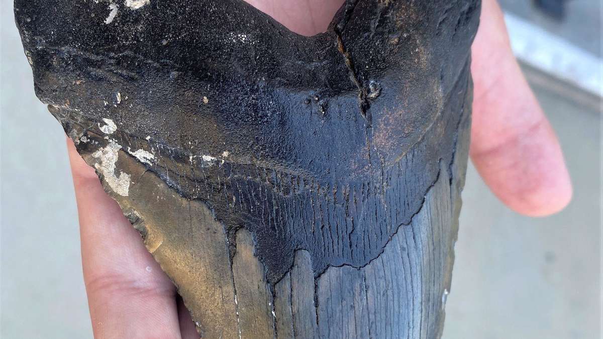Boy Finds Huge Megalodon Tooth on Beach