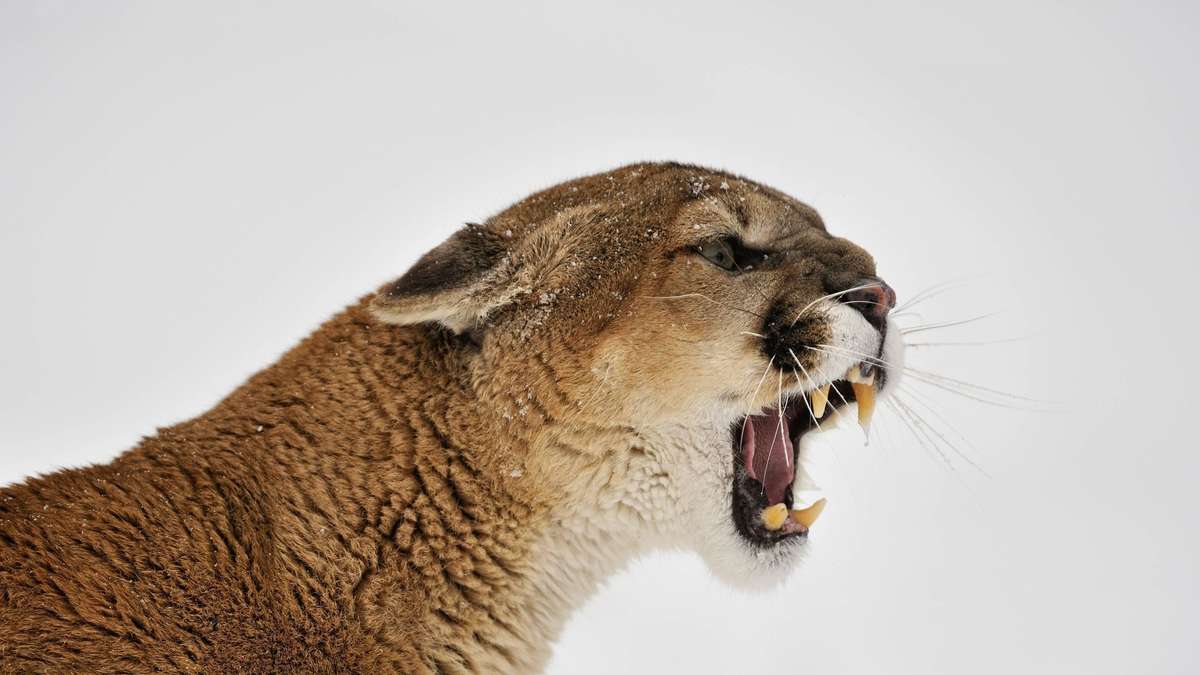 Where cougars live, there are significantly fewer accidents with deer