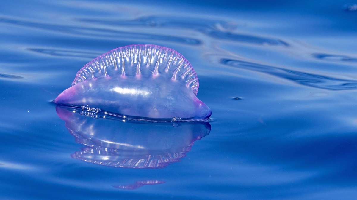 Peor que la entrega sin anestesia: Las criaturas marinas tóxicas aterrorizan las playas de vacaciones populares